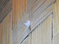 Auchenorrhyncha