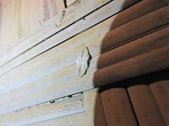 Lepidoptera