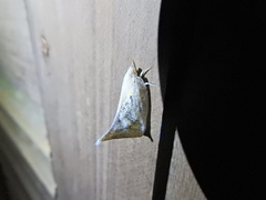 Auchenorrhyncha