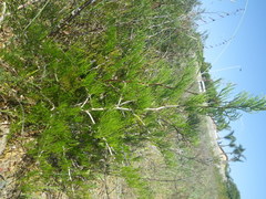 Asparagus lignosus