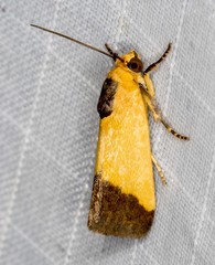 Acontia thapsina