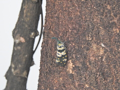 Pyrops viridirostris