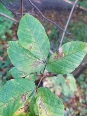 Acer maximowiczianum