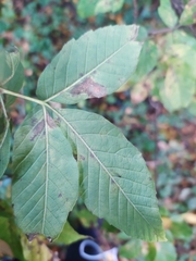 Acer maximowiczianum