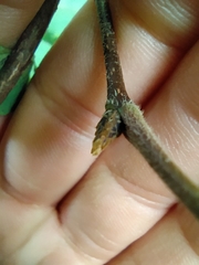 Acer maximowiczianum