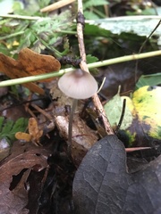 Mycena