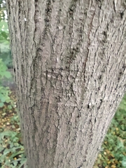 Acer maximowiczianum