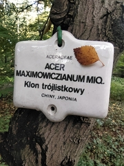 Acer maximowiczianum