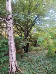 Acer maximowiczianum