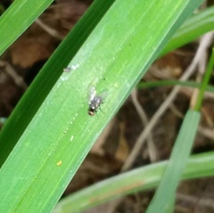 Ophiomyia kwansonis