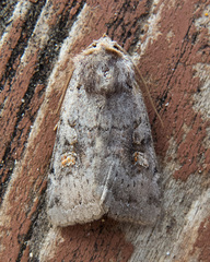 Adelphagrotis stellaris