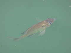 Lepomis macrochirus macrochirus