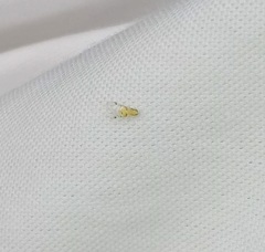 Monellia microsetosa