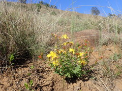 Hypericum aethiopicum