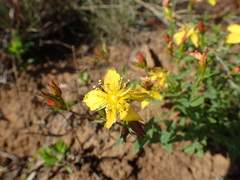 Hypericum aethiopicum
