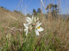 Chlorophytum cooperi
