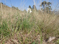 Chlorophytum cooperi