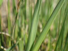 Chlorophytum cooperi