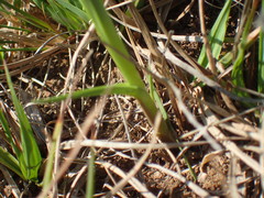 Chlorophytum cooperi