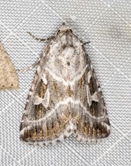 Chaograptis crystallodes