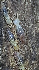 Termitinae