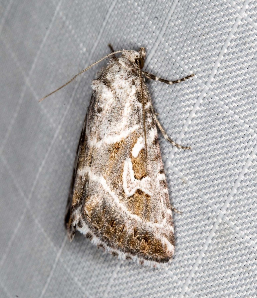 Chaograptis