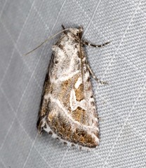 Chaograptis crystallodes