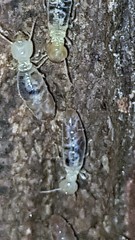 Termitinae