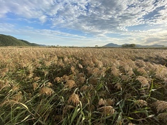 Phragmites australis