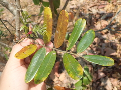 Bowdichia virgilioides