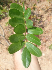 Bowdichia virgilioides