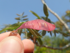 Bowdichia virgilioides