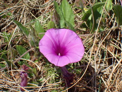 Ipomoea crassipes