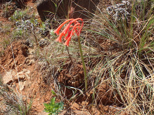 Image of Cyrtanthus obrienii by (c) Mahomed Desai, some rights reserved (CC BY)