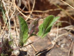 Ipomoea crassipes