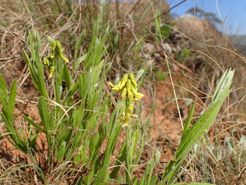 Image of Eriosema kraussianum by (c) Mahomed Desai, some rights reserved (CC BY)