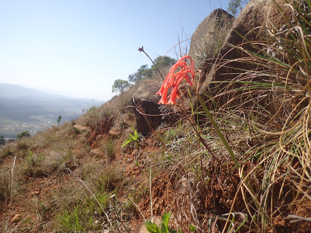 Cyrtanthus obrienii, Zululand DC, South Africa