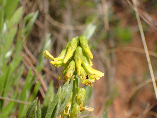 Image of Eriosema kraussianum by (c) Mahomed Desai, some rights reserved (CC BY)