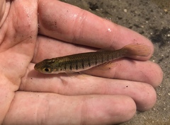 Fundulus lineolatus