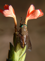 Crossandra infundibuliformis