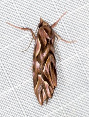 Clytoscopa iorrhoda