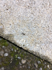 Phoridae