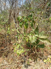 Cordiera obtusa