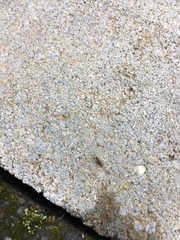 Phoridae