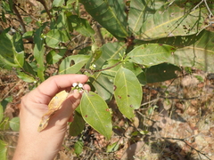 Cordiera obtusa