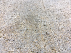 Phoridae