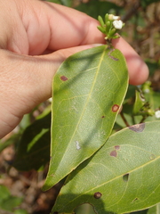 Cordiera obtusa