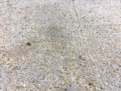 Phoridae
