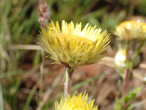 Image of Helichrysum aureum by (c) Mahomed Desai, some rights reserved (CC BY)