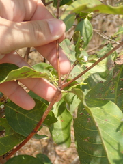 Cordiera obtusa